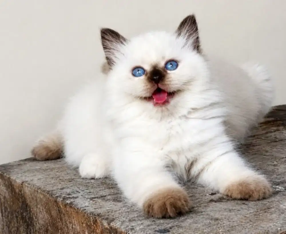 Ragdoll female kualitas