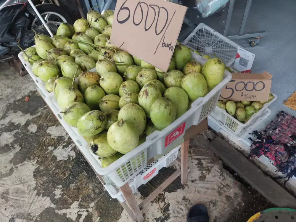 Mangga mangkal baru petik hampalam