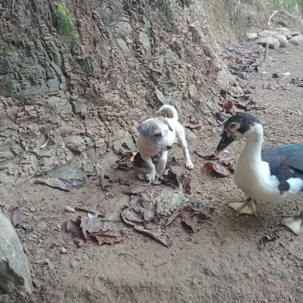 Anak anjing usia 2 bulan betina