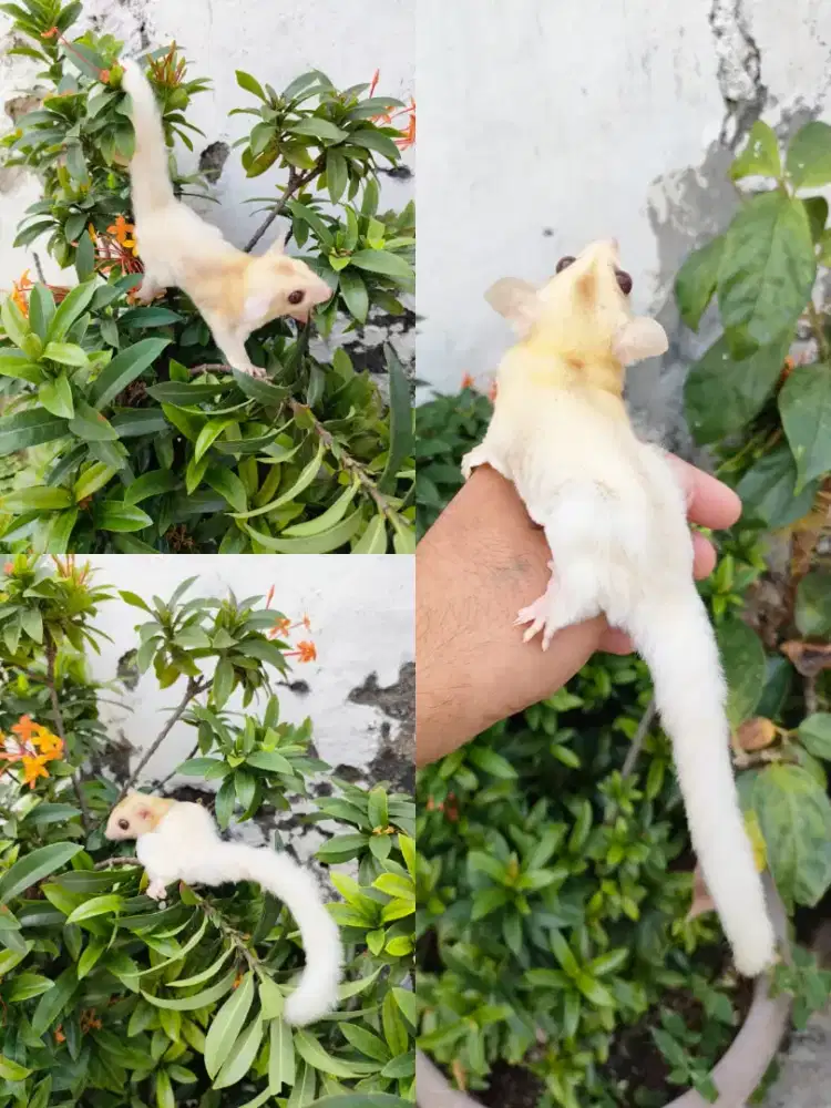sugar glider creamino betina