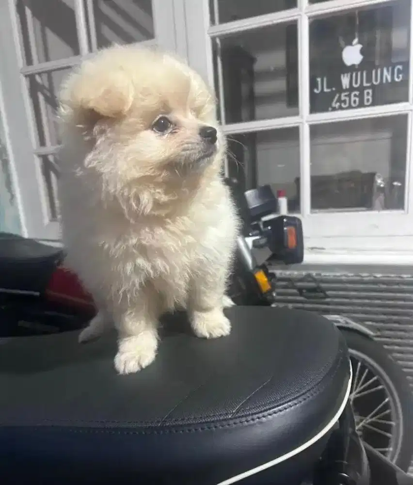 POMERANIAN JANTAN