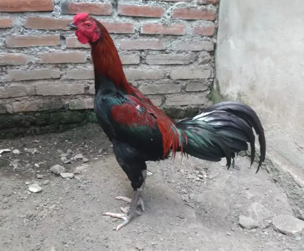 Jual ankkan ayam bngkok khoytrad pukul oke.
