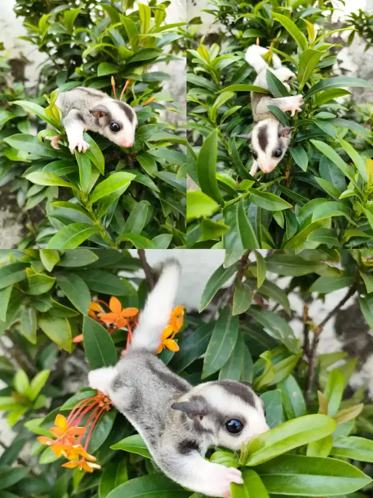 Sugar Glider mozaic ringtell