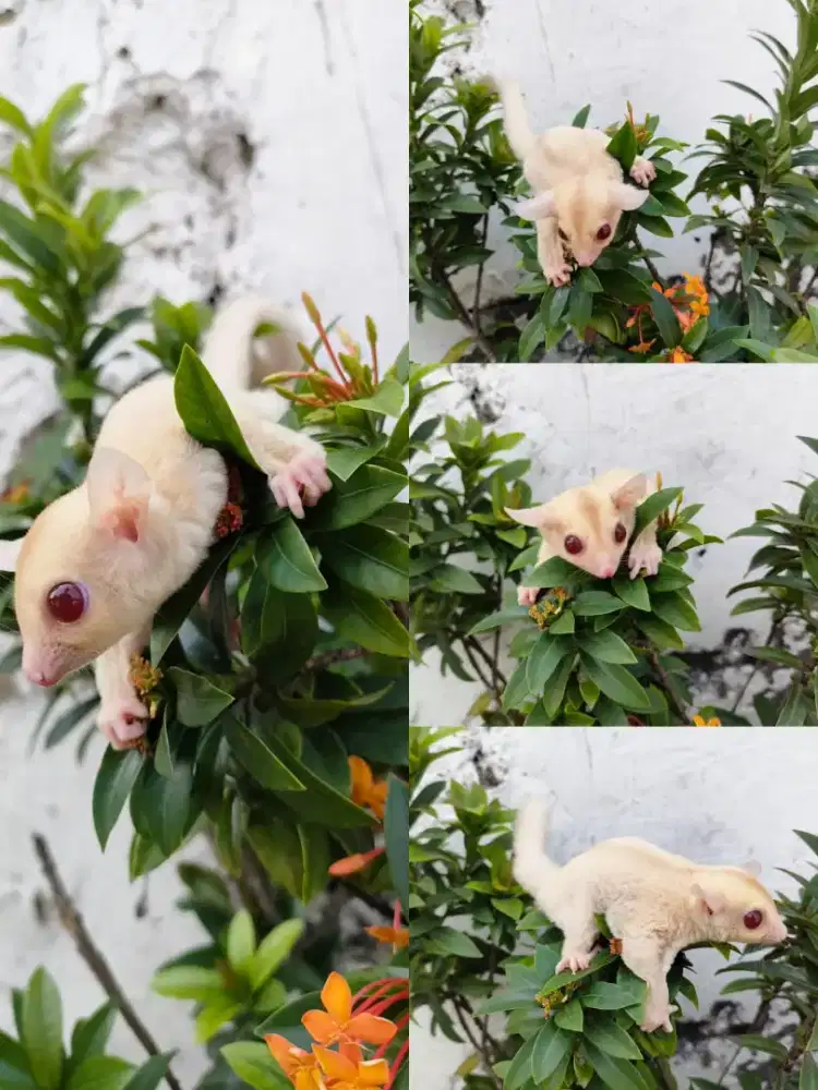 Sugar Glider creamino betina