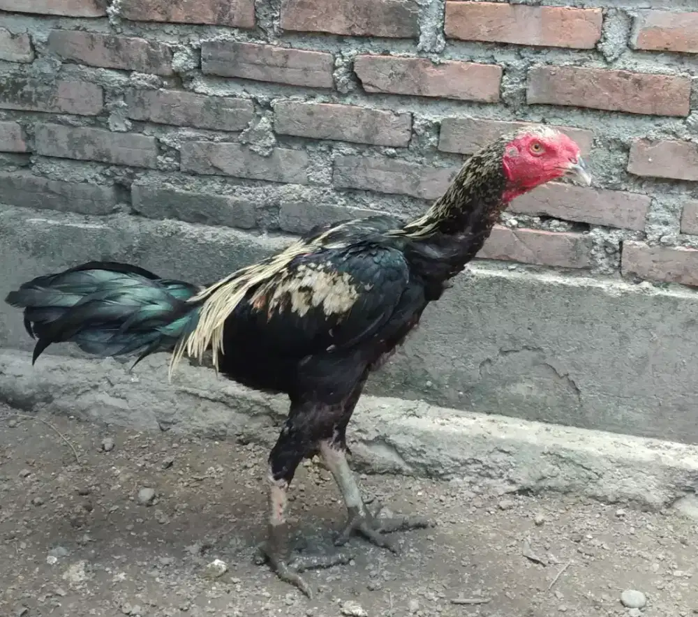 Jual ankkan ayam bngkok khoytrad pukul oke.