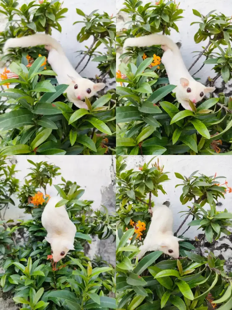 Sugar Glider cremoz betina