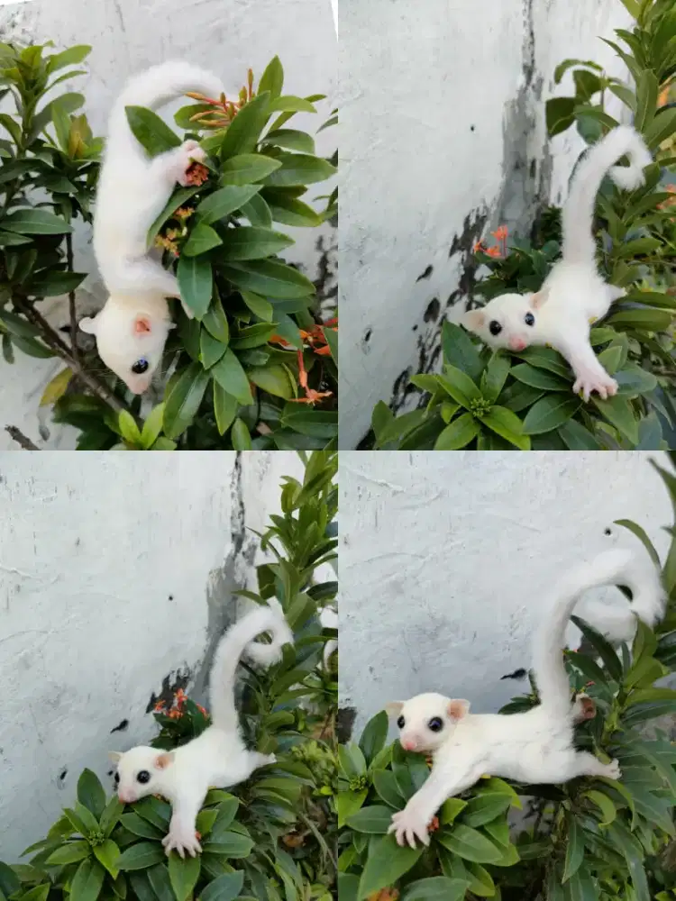 Sugar Glider leucistic