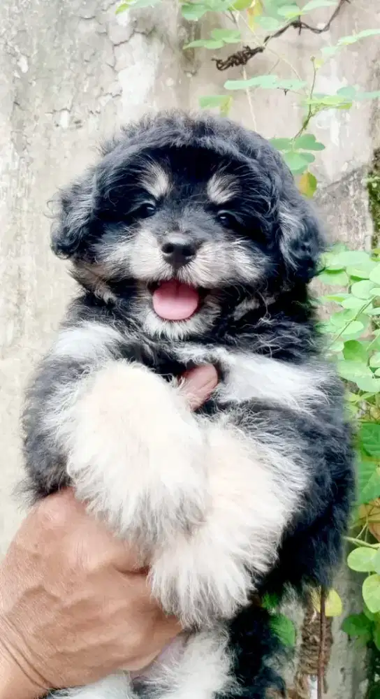 Jual puppy pomapoo