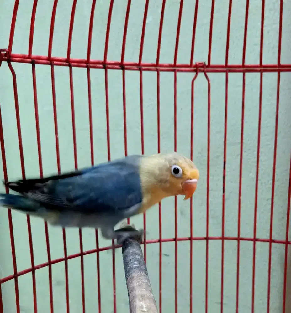 lovebird love bird PB