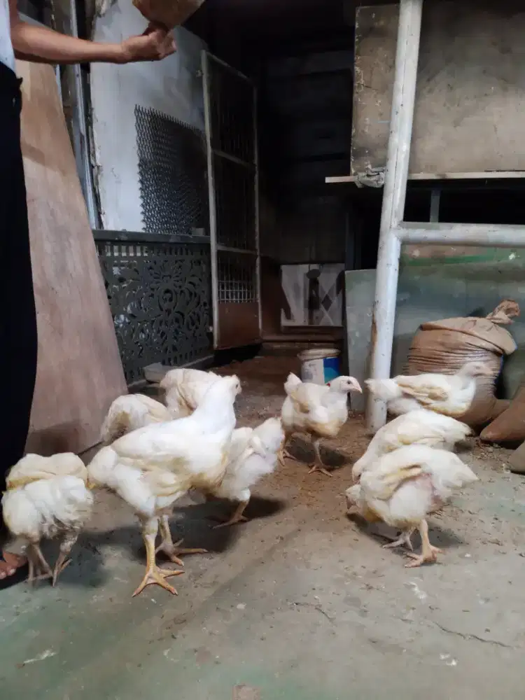 Ayam potong rawatan sendiri