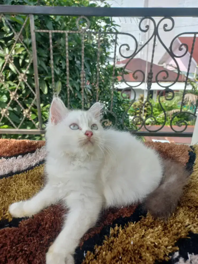 Kitten Himalaya Betina