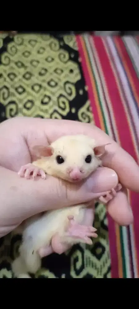 Sugar Glider Leucistik Betina