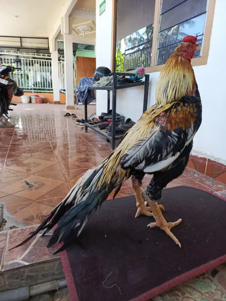 Pacek ayam ekor lidi