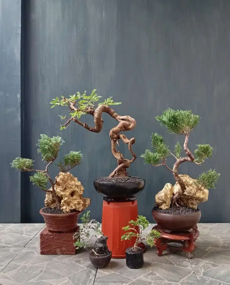 Bonsai murah siap pajang