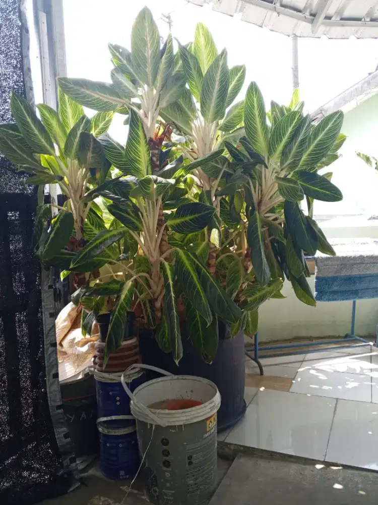 Aglonema CHIANGMAI JUMBO