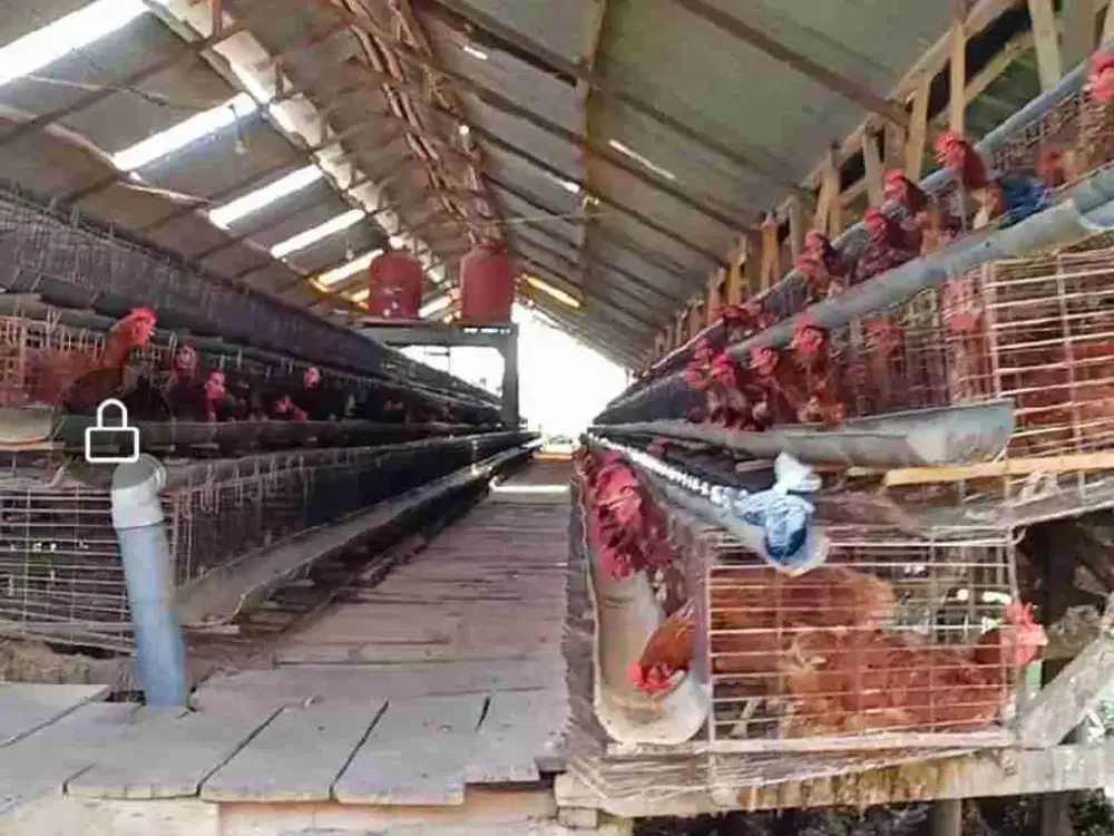 DIJUAL TANAH BONUS KANDANG AYAM