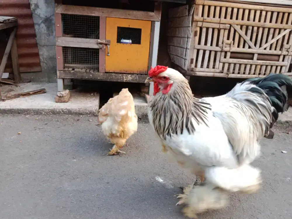 Ayam Brahma sepasang..