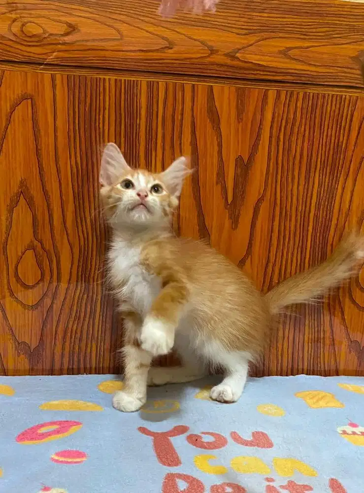 Kitten jantan 3bln