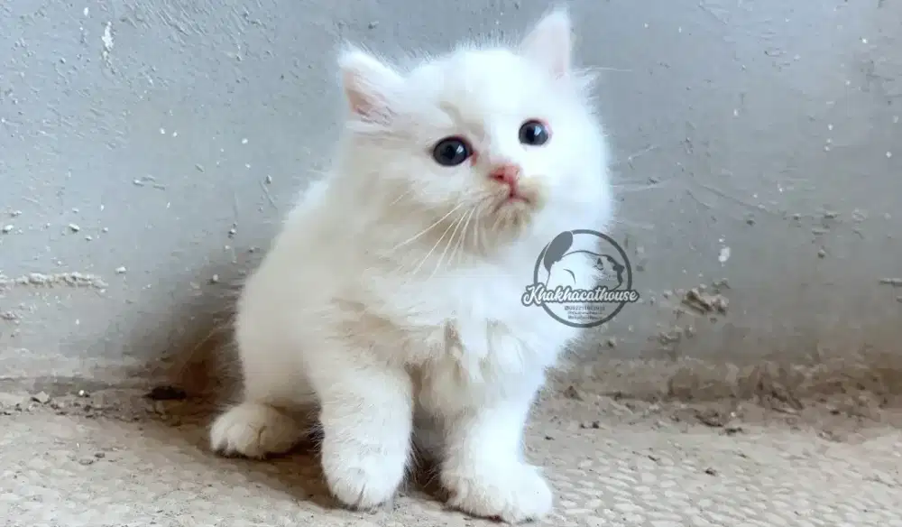 Kucing lucu gemesin