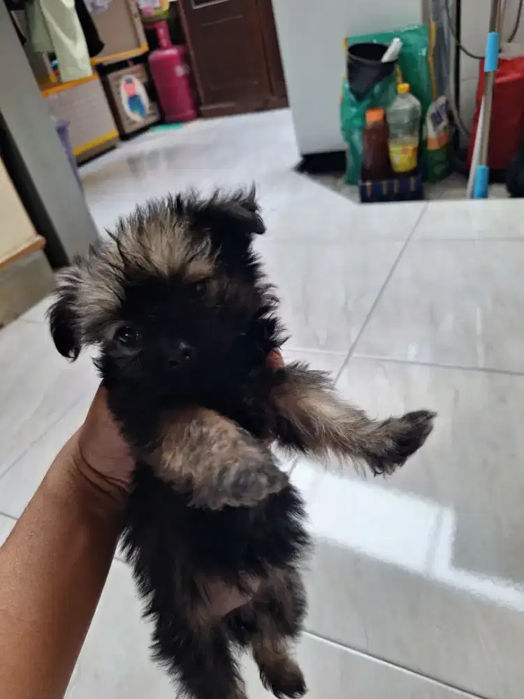 Shitzu betina 2,5 bulan