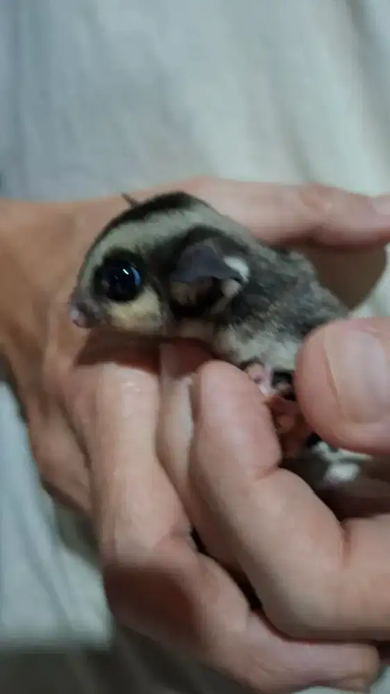 Sugar glider joy CG betina