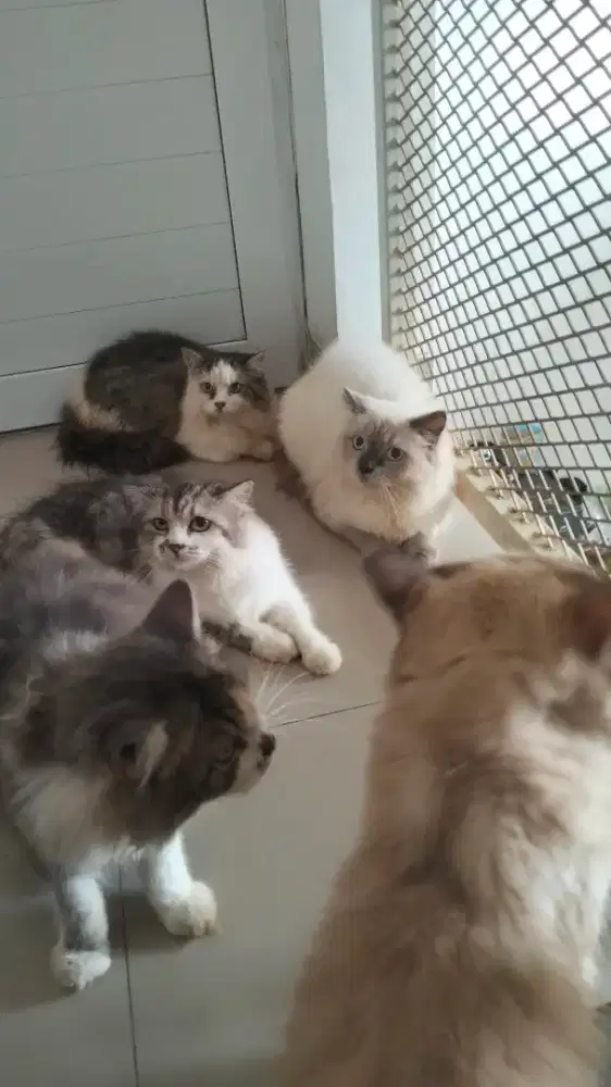kucing anggora dan Persia