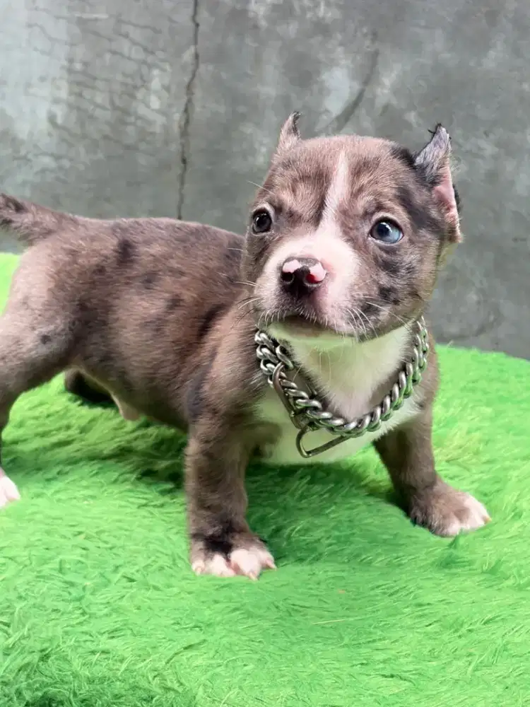 Exo American Bully