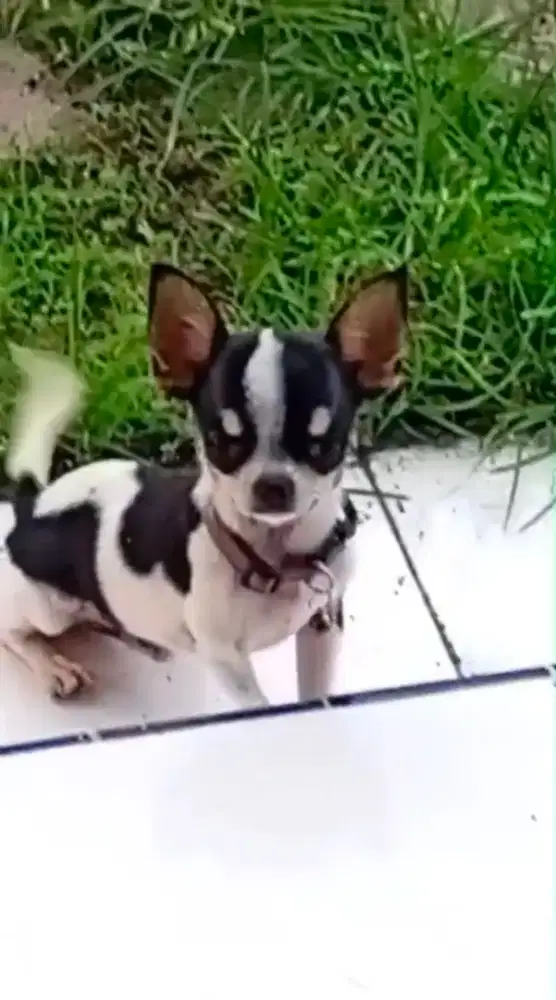 Anjing Cihuahua Jantan