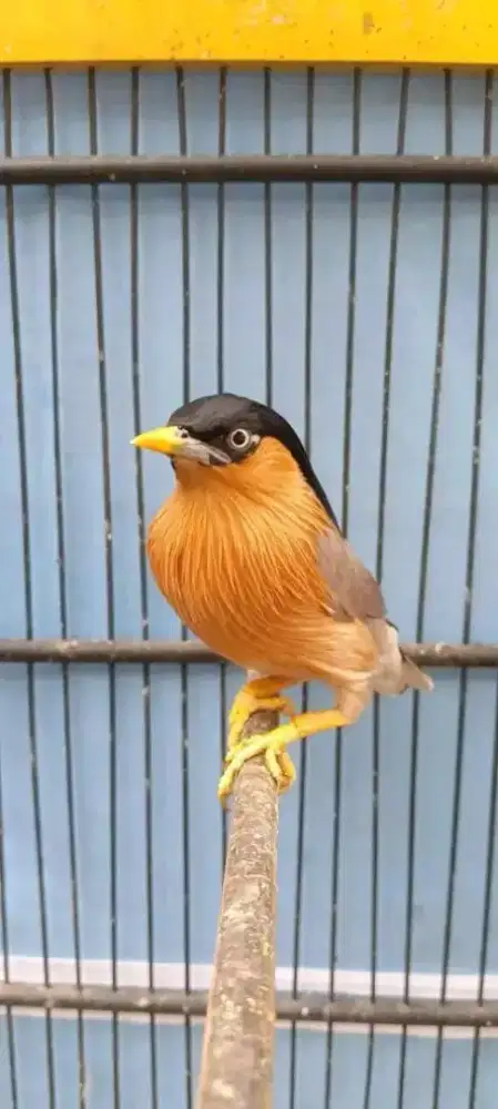 Jalak brahmana india