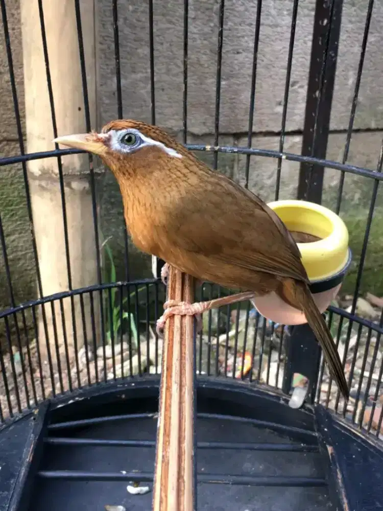 Wambi jalu mulus gacor