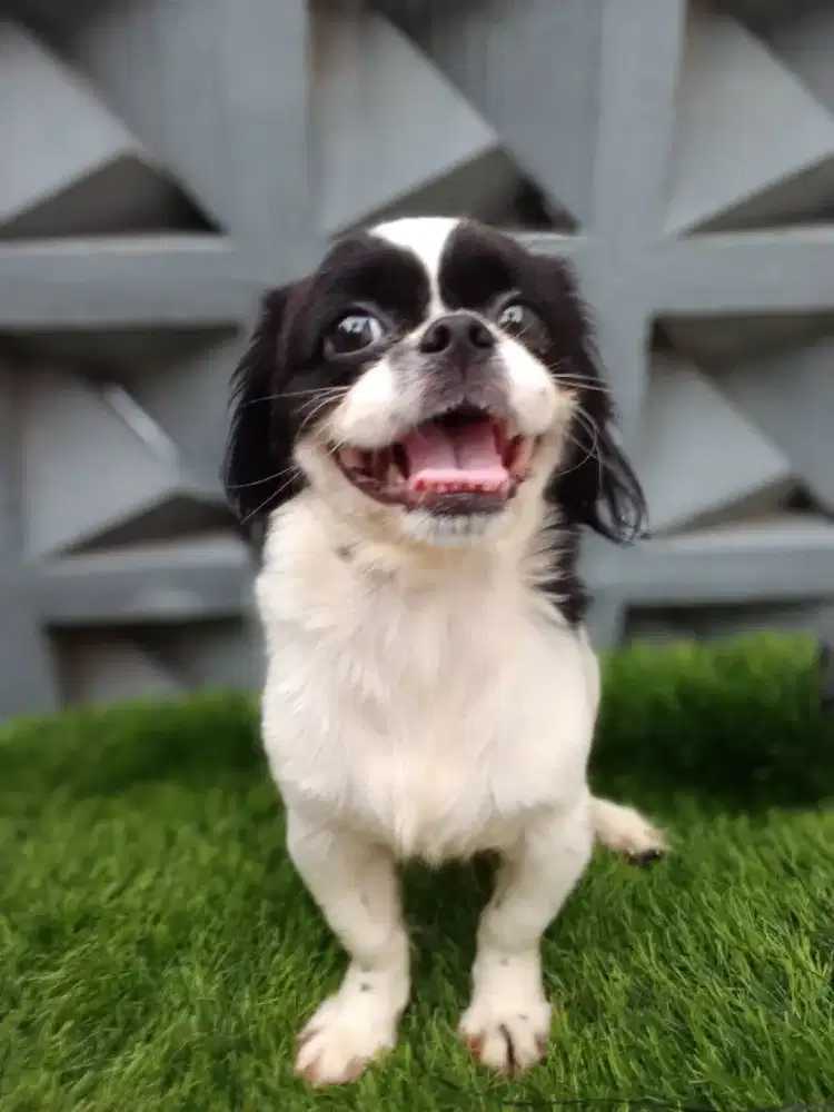 Shihtzu Jantan 8 bulan