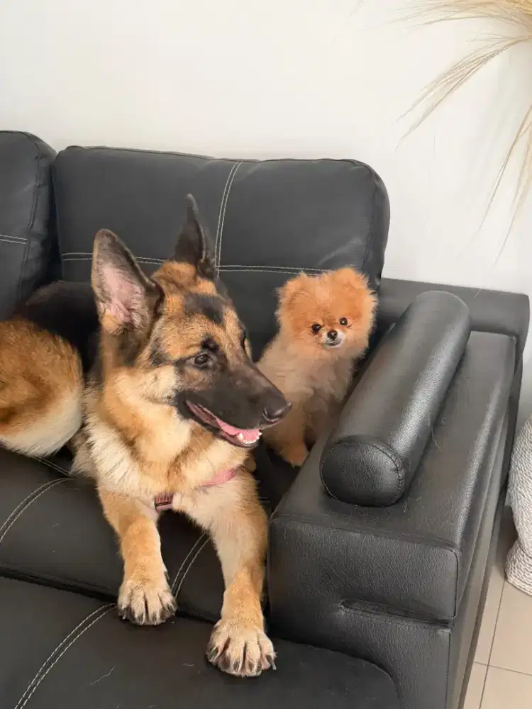 German shepherd betina