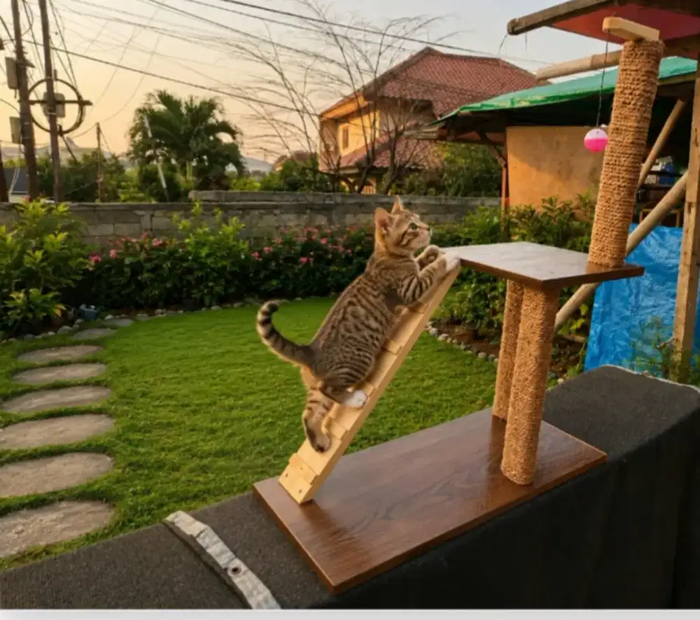 Mainan Kucing Tingkat