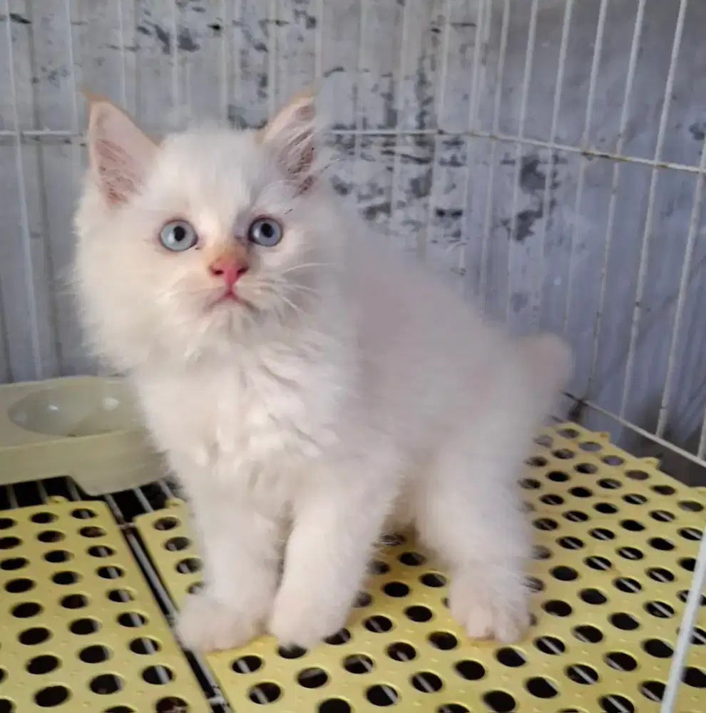 Anak kucing persia /kitten persia flatnose /kucing persia  jantan
