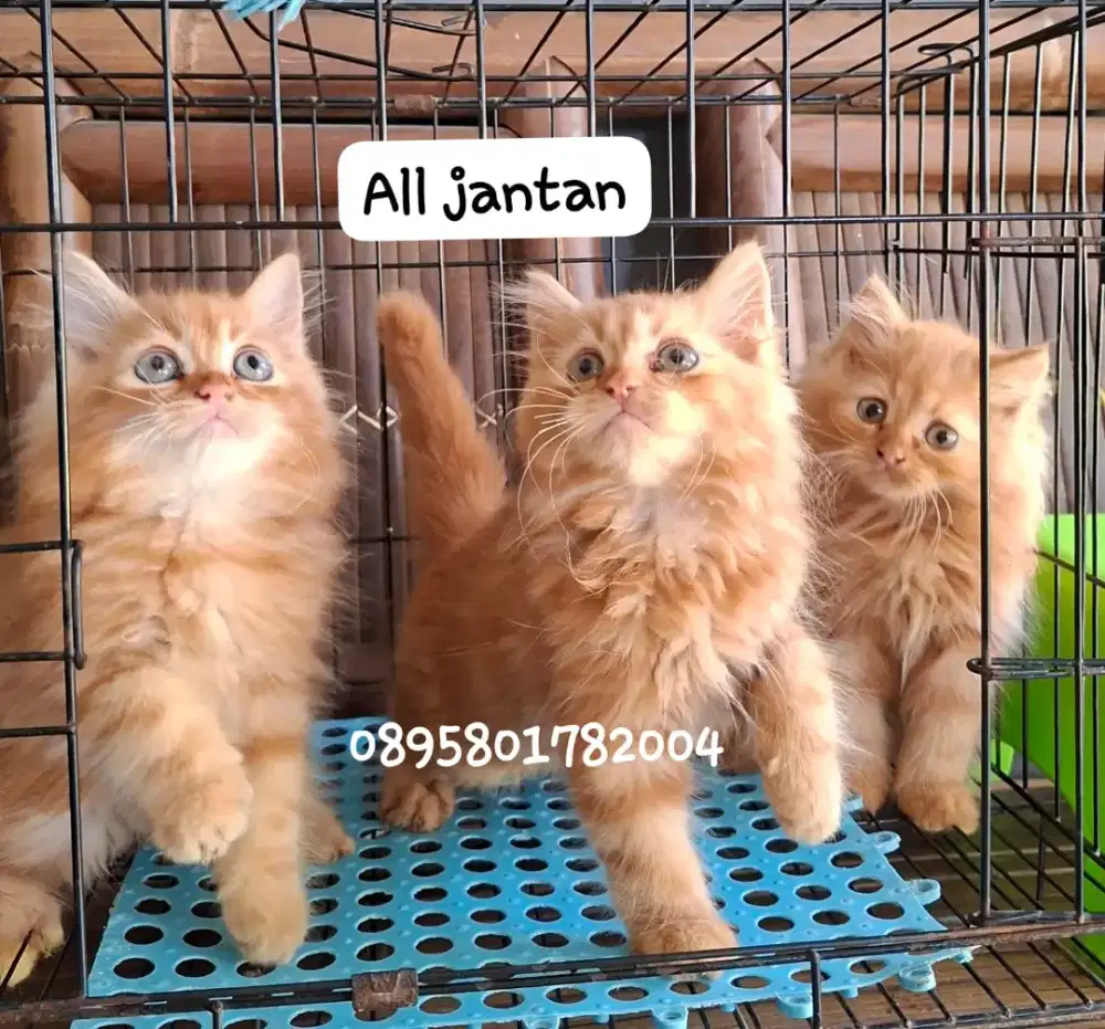 Anak kucing persia l/kitten persia jantan/kucing persia betina