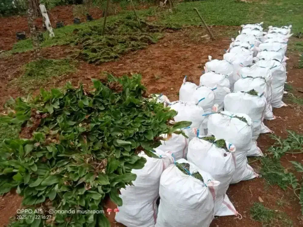 Jual rumput hias gajah