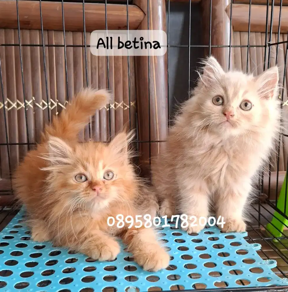 Anak kucing anggora/kitten persial  betina/kucing  persia betina