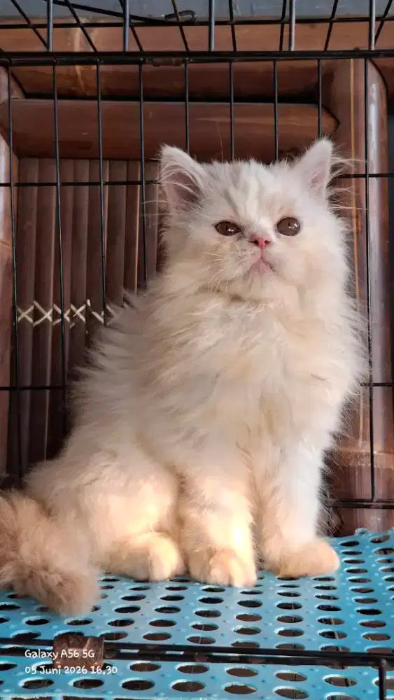 kucing anggora/ kitten flatnosevjantan/kucing persia jantan)