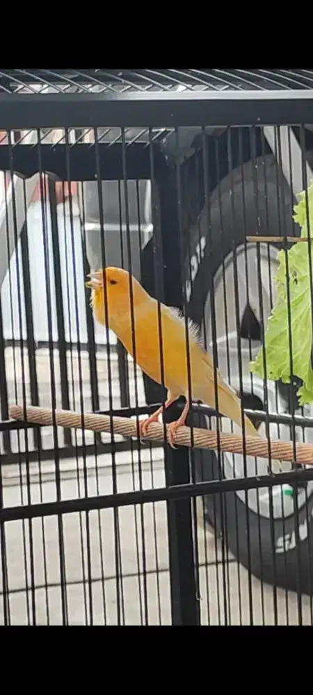 Burung Kenari Gacor Seri AFS Big Prestasi