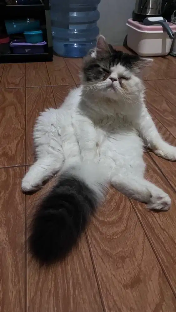 persia flatnose