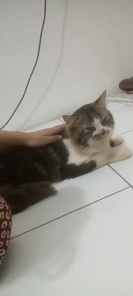 Kucing flatnose