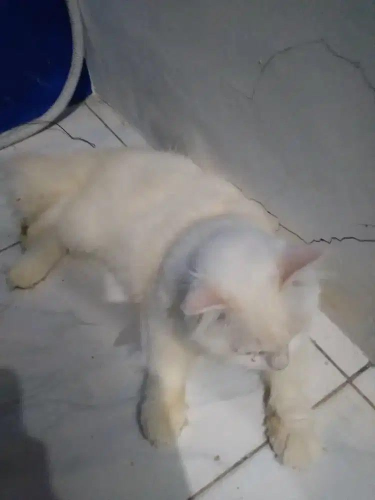 Open Adopsi Kucing