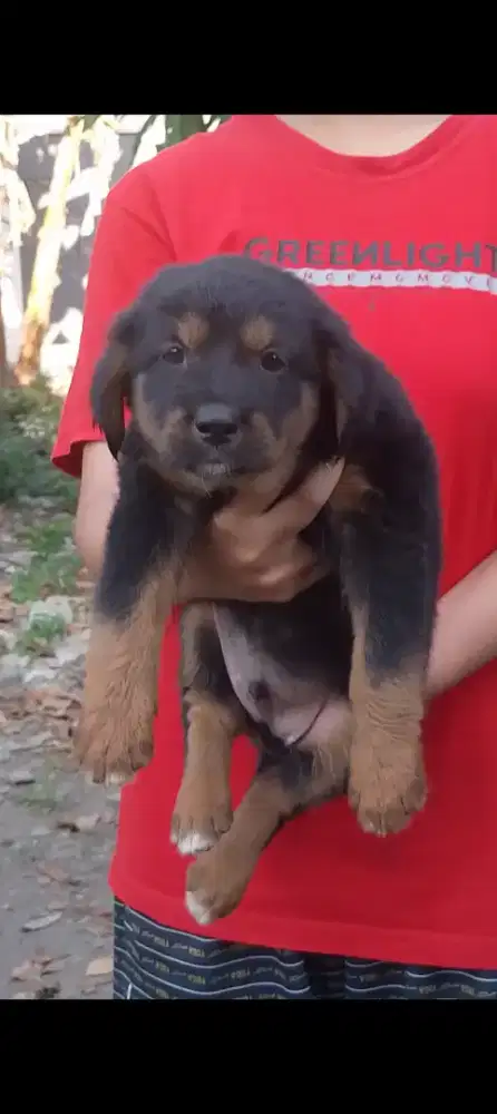 Golden mix roddweler jntan betina