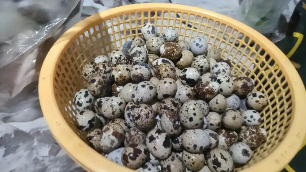 Telor puyuh fresh