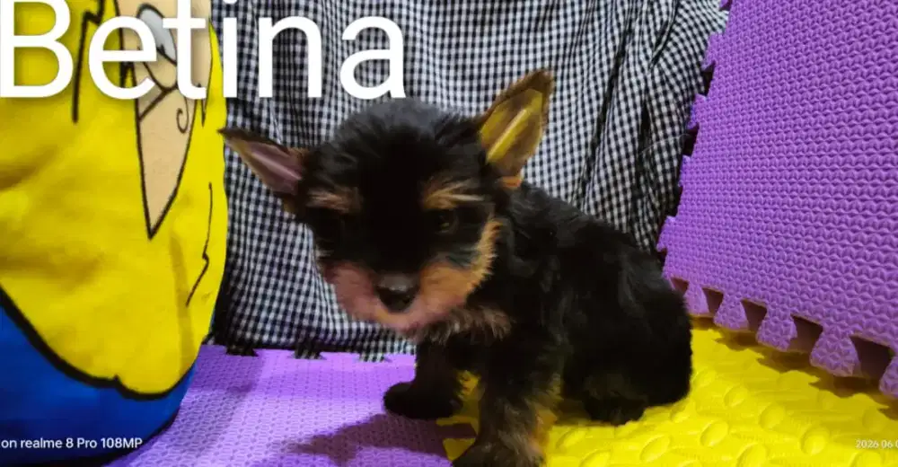 Yorkshire puppy dob 19 April 2026