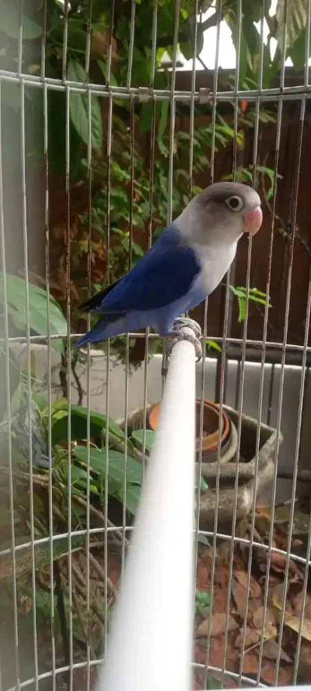 lb violet jantan usia remaja