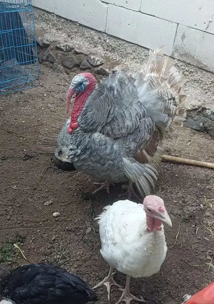 Ayam Kalkun blue slate indukan/kalkum/turkey