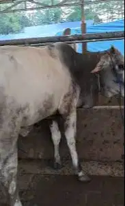 sapi jantan 300kiloan siap potong hajatan nazar sedekah syukuran puas