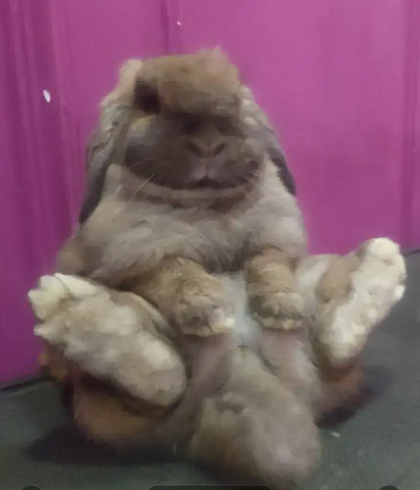 Kelinci holland lop tort