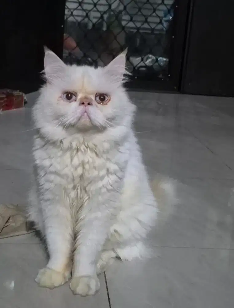 Kucing peaknose jantan